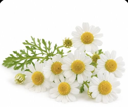 Chamomile