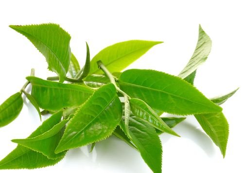 Decaffeinated Green Tea
